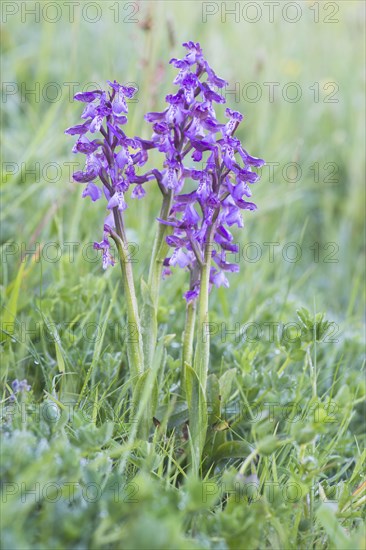 Early purple orchid