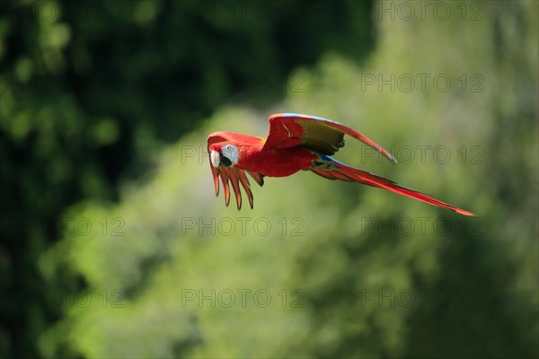 Scarlet macaw