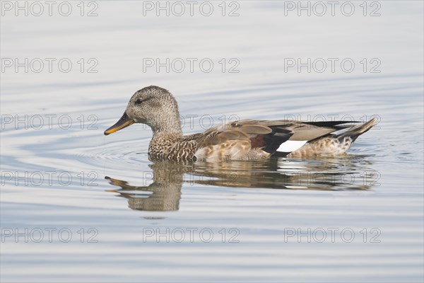 Gadwalls