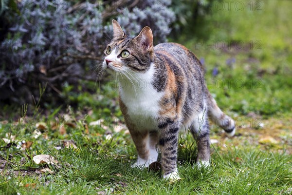 European shorthair