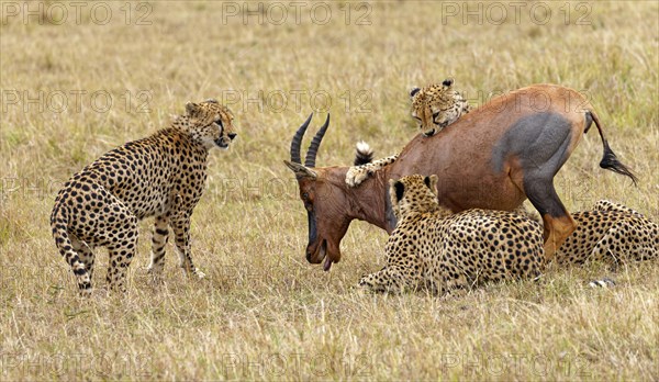 Four male cheetahs