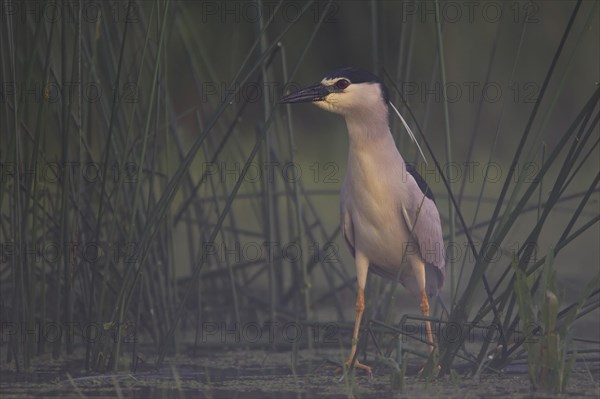 Black crowned night heron