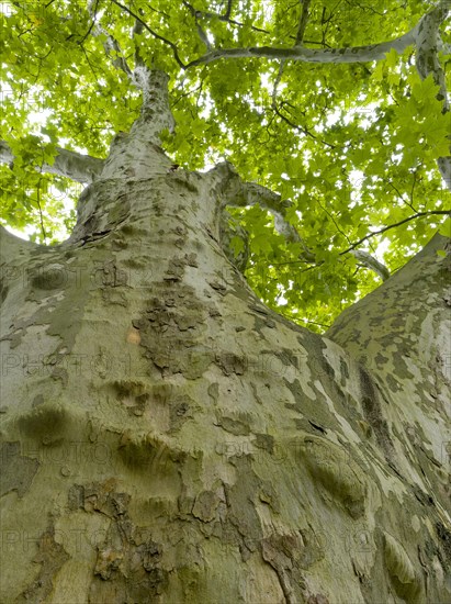 Old large plane tree