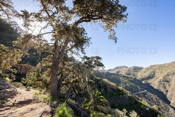 Pine forest near the Mirador de Abrante near Agulo