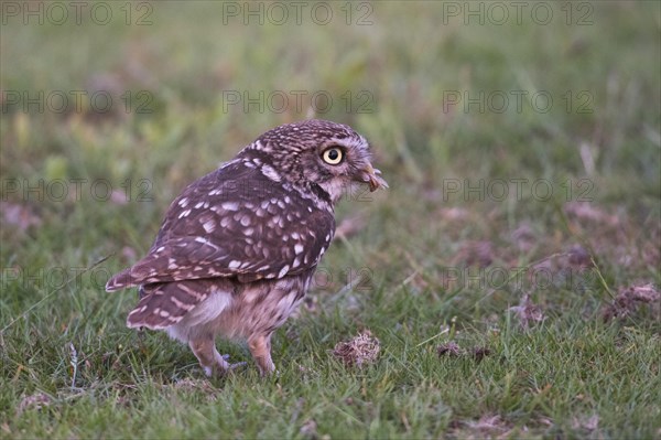 Little owl