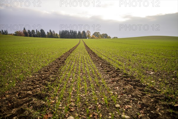 Tractor tracks in a field