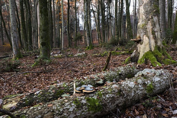 Red banded polypore