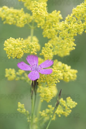 Maiden pinks