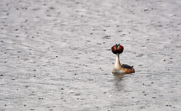 Great crested grebe