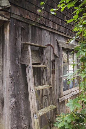 Old stepladder leaning against exterior wall of old rustic wood plank cabin in summer