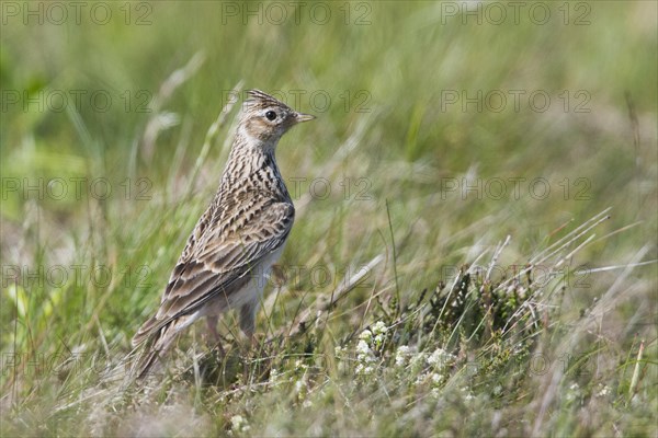 Eurasian skylark