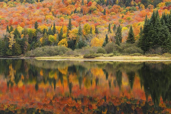 Autumnal landscape