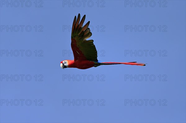 Scarlet macaw