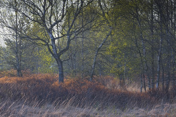 Warty birch