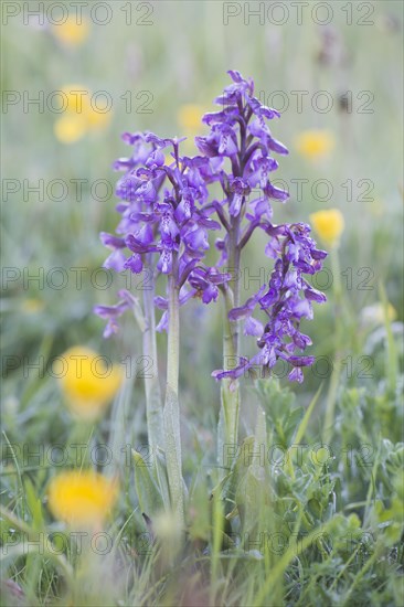 Early purple orchid