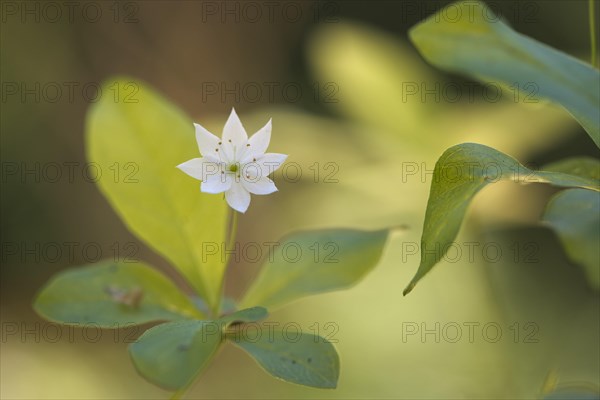 Chickweed wintergreen