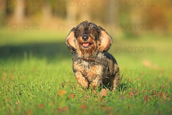 Rough-haired dachshund