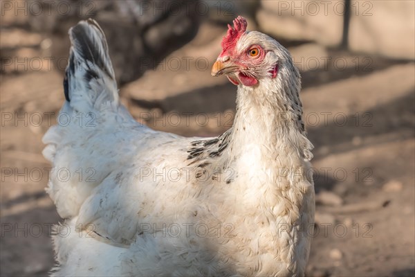 Portrait of a white hen in a chicken coop. France