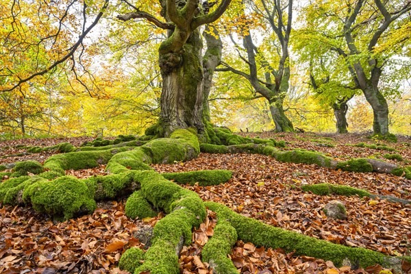 Common beech