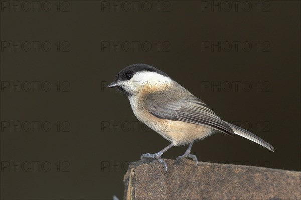 Marsh tit