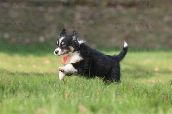 Australian Shepherd