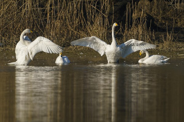 Whooper swans