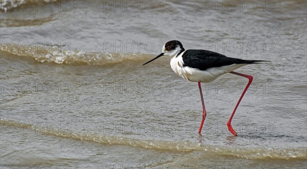 Black-winged Black-winged Stilt