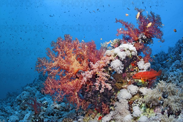 Coral reef with Klunzinger klunzinger's soft coral