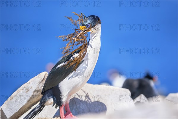 Imperial shag