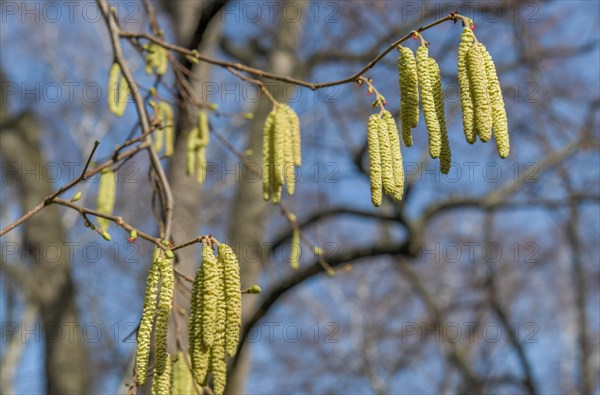 Flowers common hazel