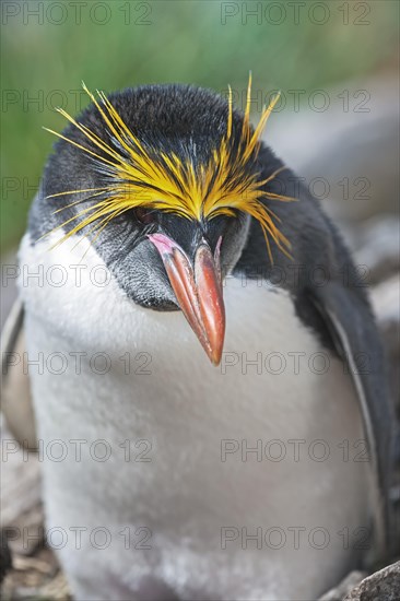 Close-up of a macaroni penguin