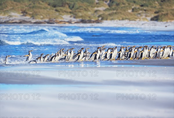 Gentoo Penguins