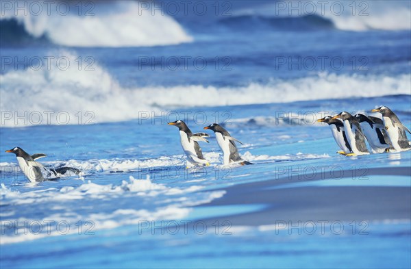 Gentoo Penguins