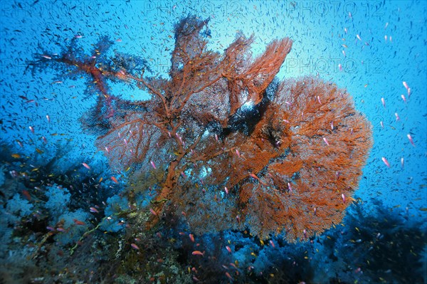 Filigree giant sea fan