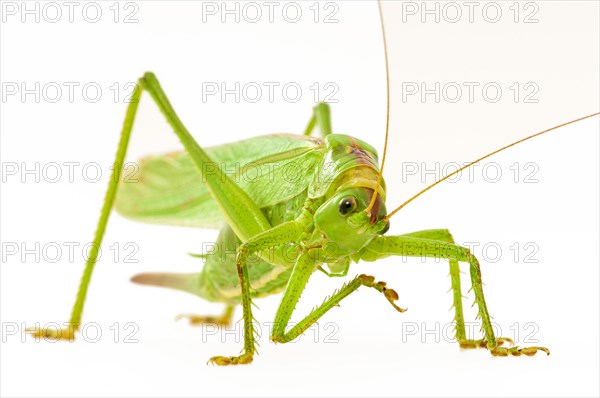 Green grasshopper