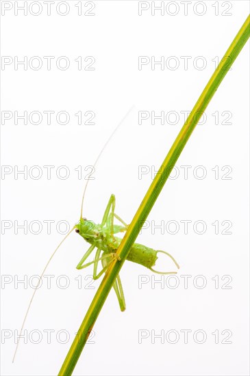 Great green bush cricket