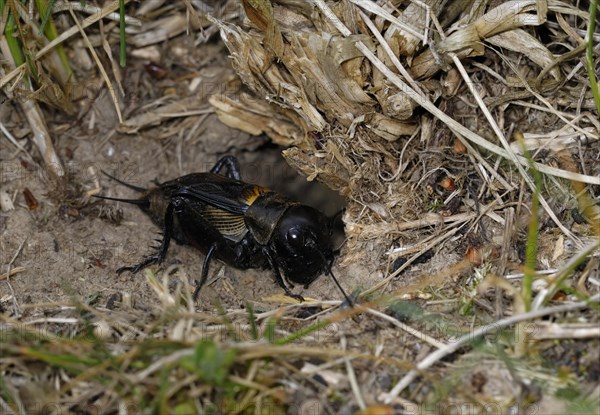 Field cricket