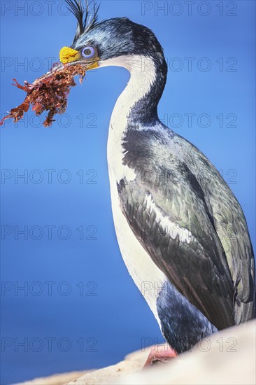 Imperial shag