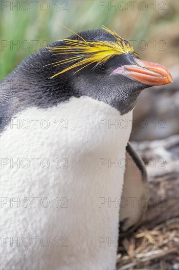 Close-up of a macaroni penguin