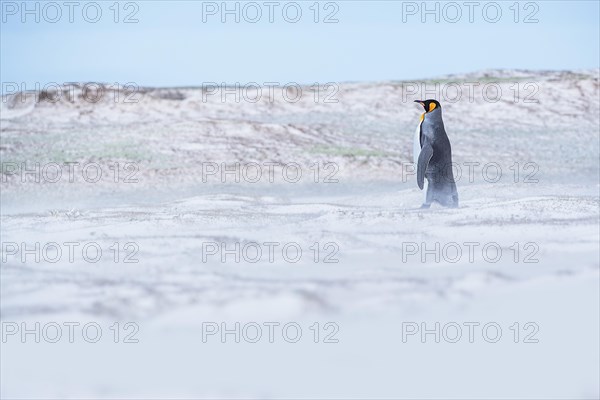 King penguin