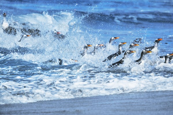 Gentoo penguins