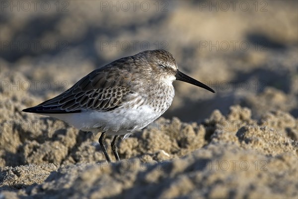 Red knot