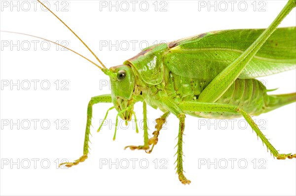 Green grasshopper