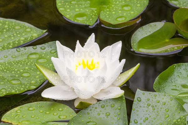 Flowering european white water lily