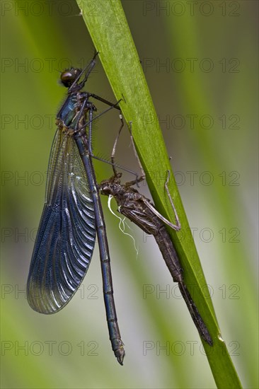 Banded demoiselle