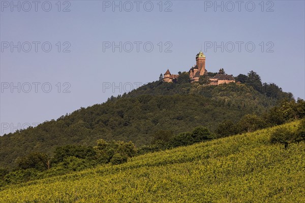 Vineyard in front of the Chateau du Haut-Koenigsbourg