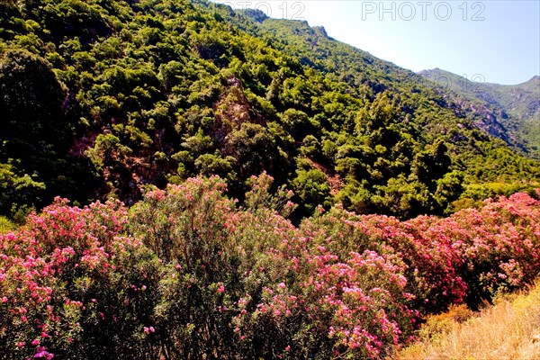 Valley of the Oleander