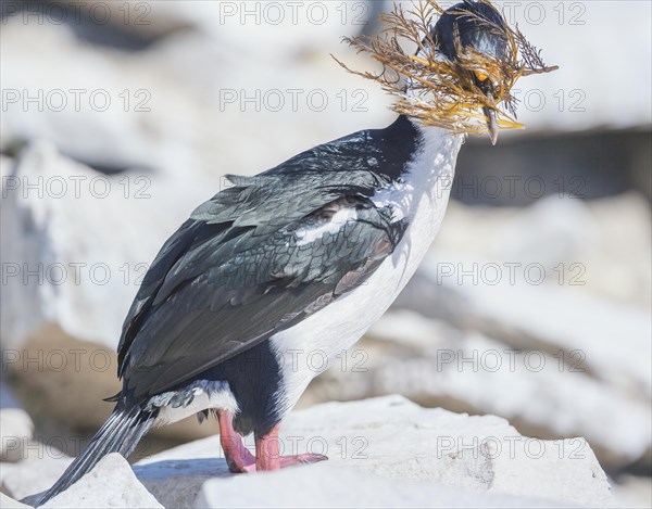 Imperial shag