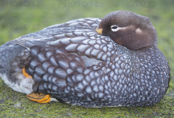 Steamer duck