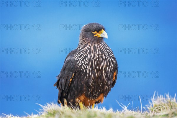 Striated Caracara